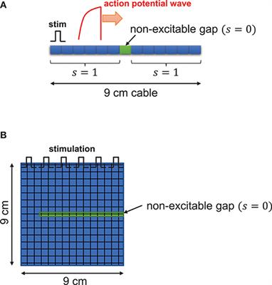 Mathematical Analysis of the Role of Heterogeneous Distribution of Excitable and Non-excitable Cells on Early Afterdepolarizations